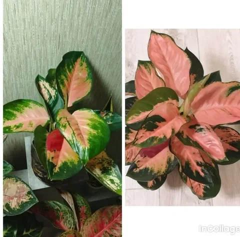 Комнатные растения в Красноярске - Костюмы и атрибутика в Красноярск