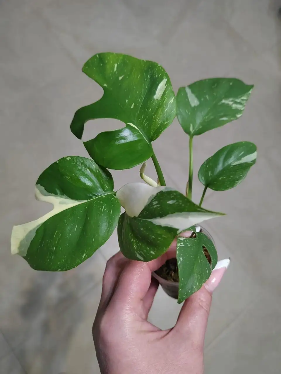Рафидофора Тайкон - редкий сорт с новым листом - Комнатные растения (Хобби и отдых) в Красноярск