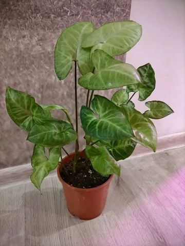 Сингониум комнатное растение - Костюмы и атрибутика в Красноярск