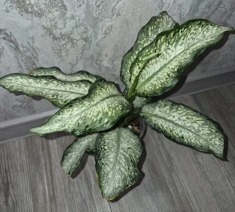 Диффенбахия удомсаб - Костюмы и атрибутика в Красноярск