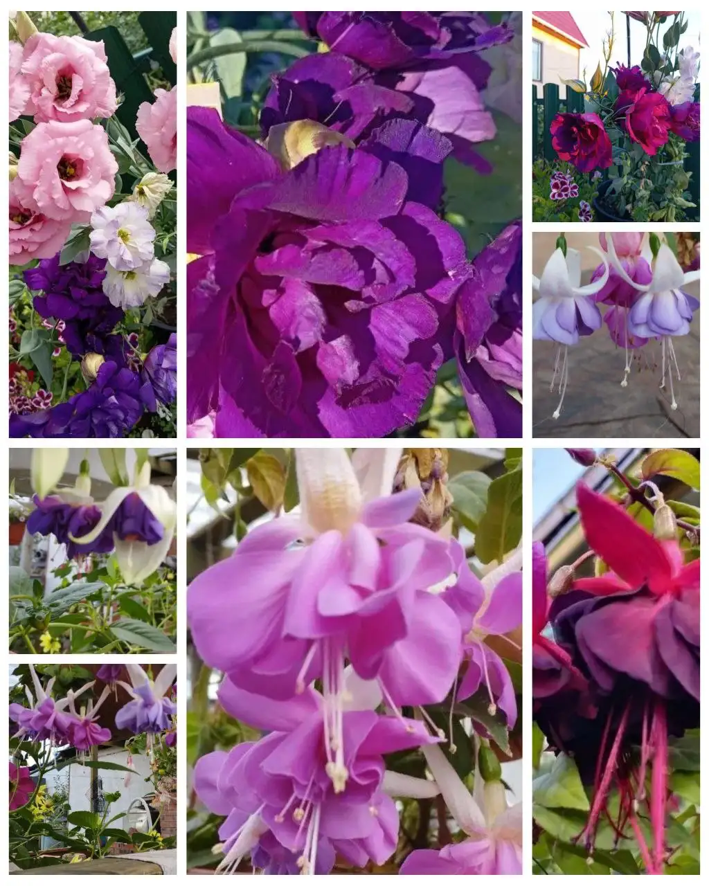 Продажа фуксий и эустомы в Красноярске - Комнатные растения (Хобби и отдых) в Красноярск