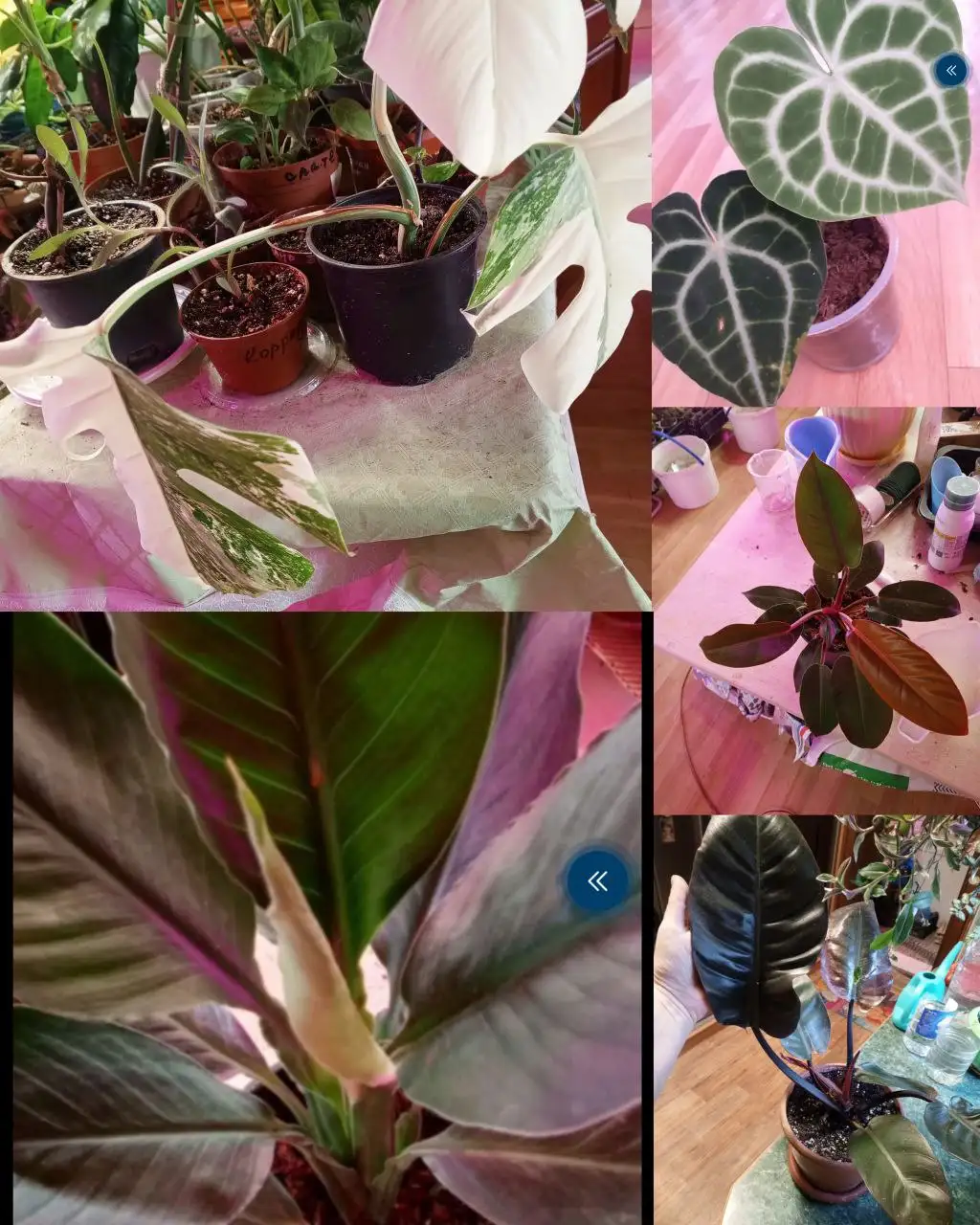 Продажа комнатных растений в Красноярске - Комнатные растения (Хобби и отдых) в Красноярск