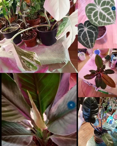 Продажа комнатных растений в Красноярске - Костюмы и атрибутика в Красноярск