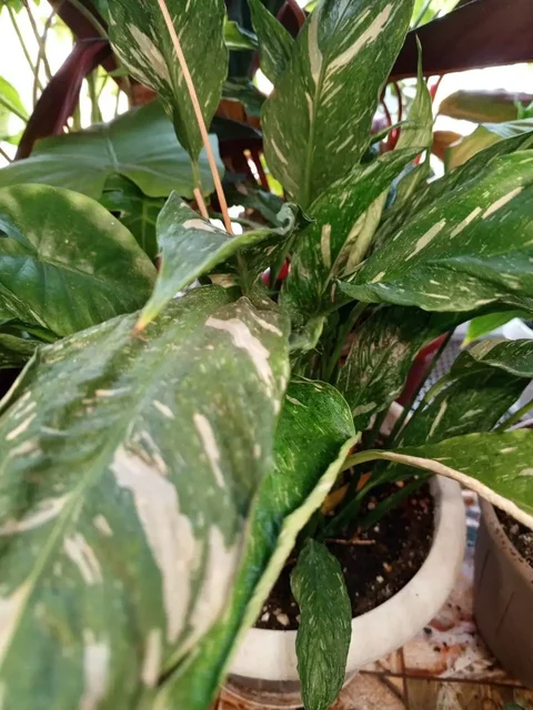 Продажа спатифиллумов разных сортов в Красноярске - Костюмы и атрибутика в Красноярск