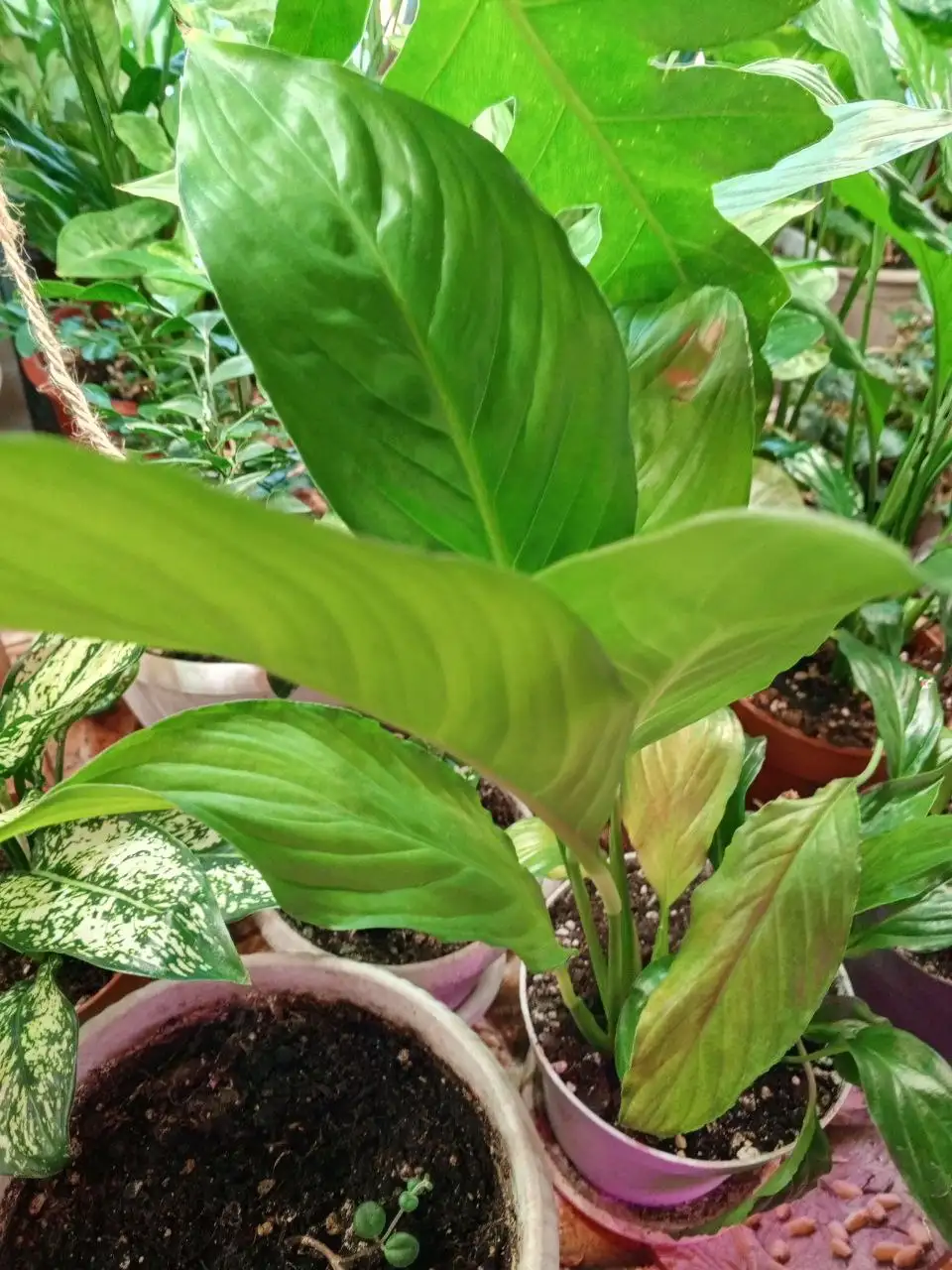 Продажа спатифиллумов разных сортов в Красноярске - Комнатные растения (Хобби и отдых) в Красноярск