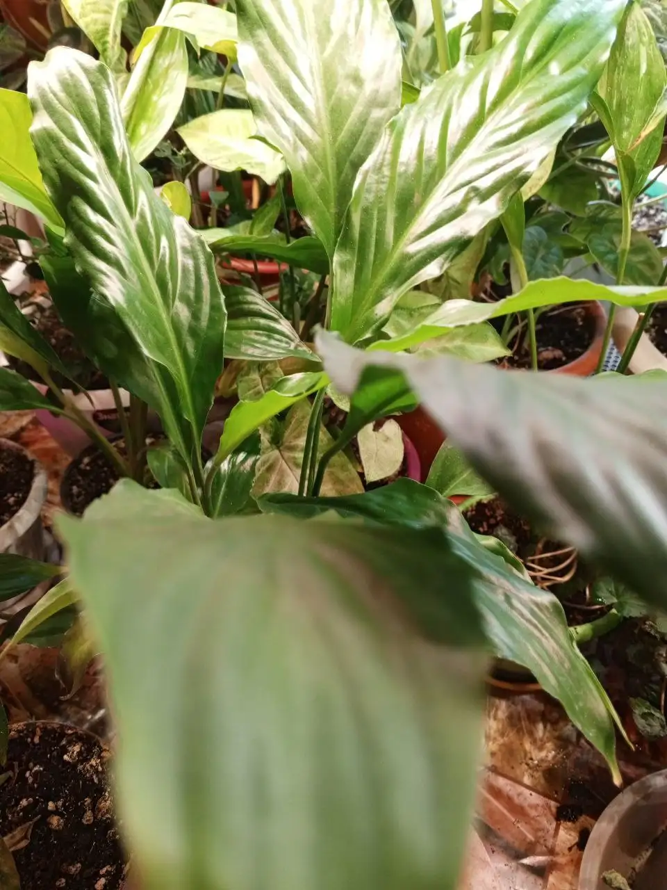 Продажа спатифиллумов разных сортов в Красноярске - Комнатные растения (Хобби и отдых) в Красноярск