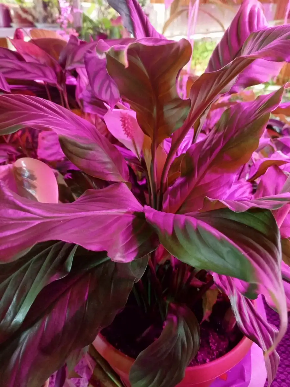 Продажа спатифиллумов разных сортов в Красноярске - Комнатные растения (Хобби и отдых) в Красноярск