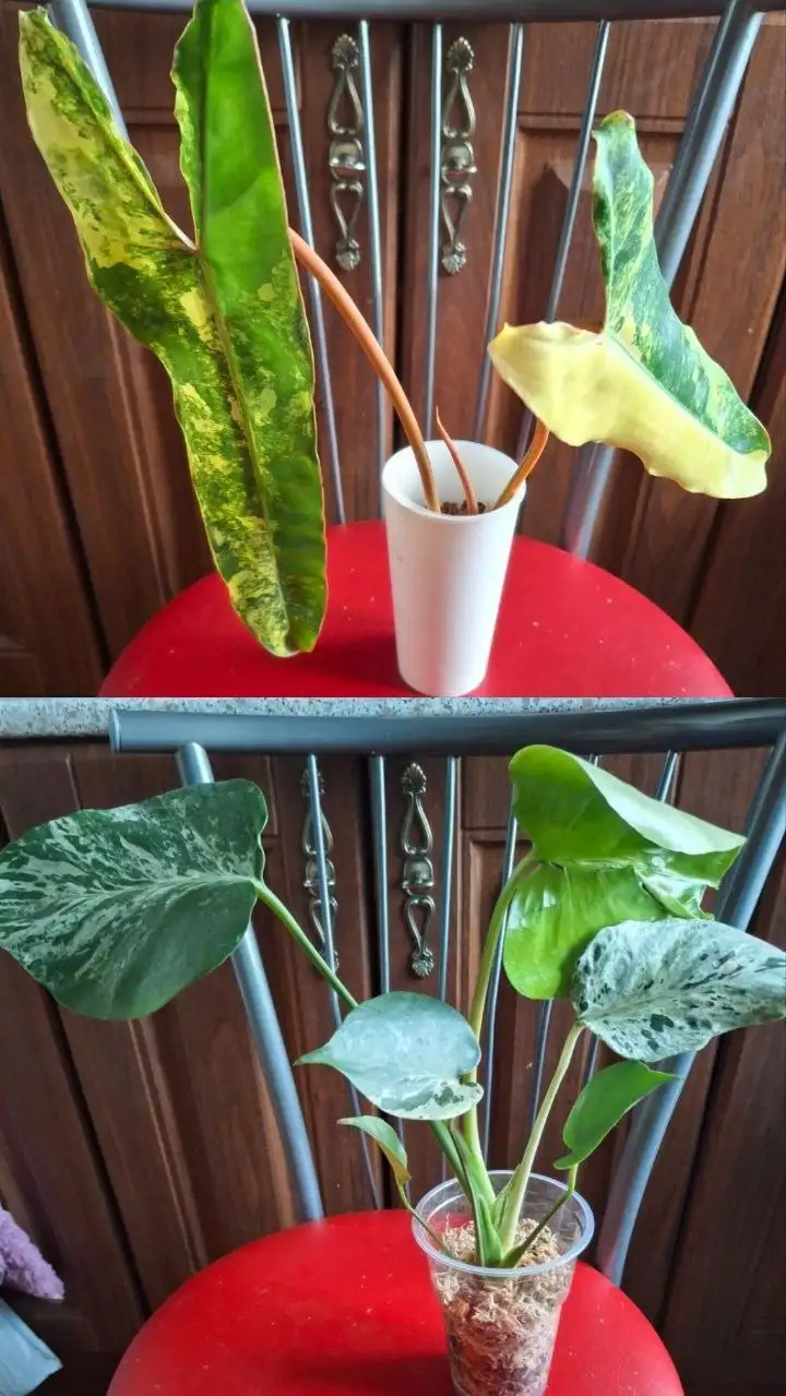 Розыгрыш комнатных растений в Красноярске - Растения (Хобби и отдых) в Красноярск