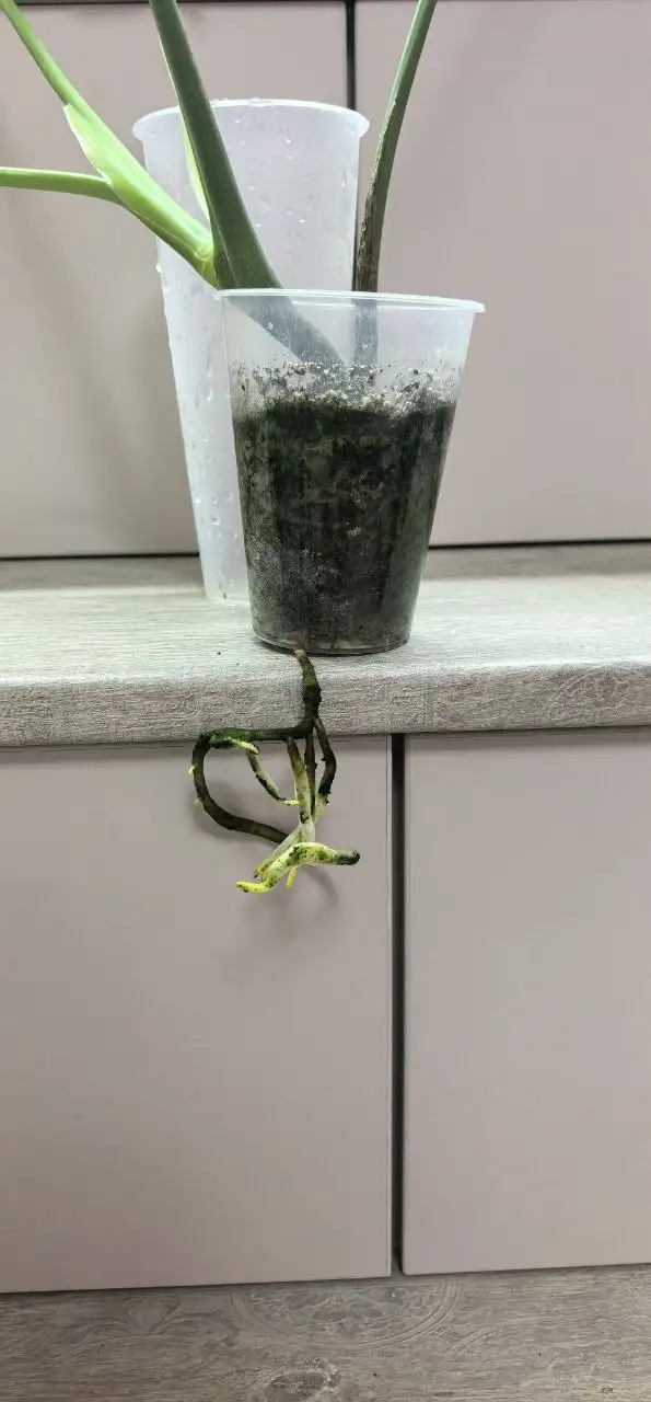 Корень монстеры с формирующимся листом - Комнатные растения (Хобби и отдых) в Красноярск