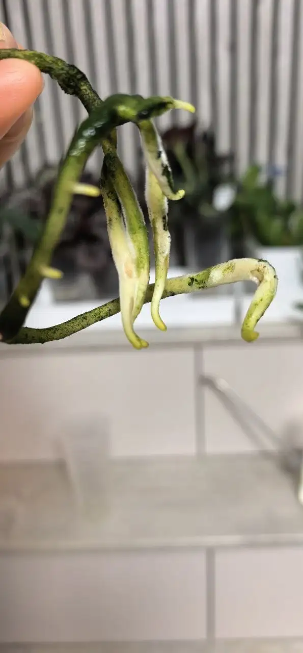 Комнатные растения в Красноярске - Комнатные растения (Хобби и отдых) в Красноярск