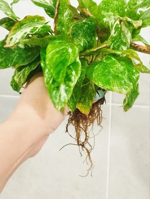 Отдам комнатное растение в умелые руки - Посуда в Красноярск