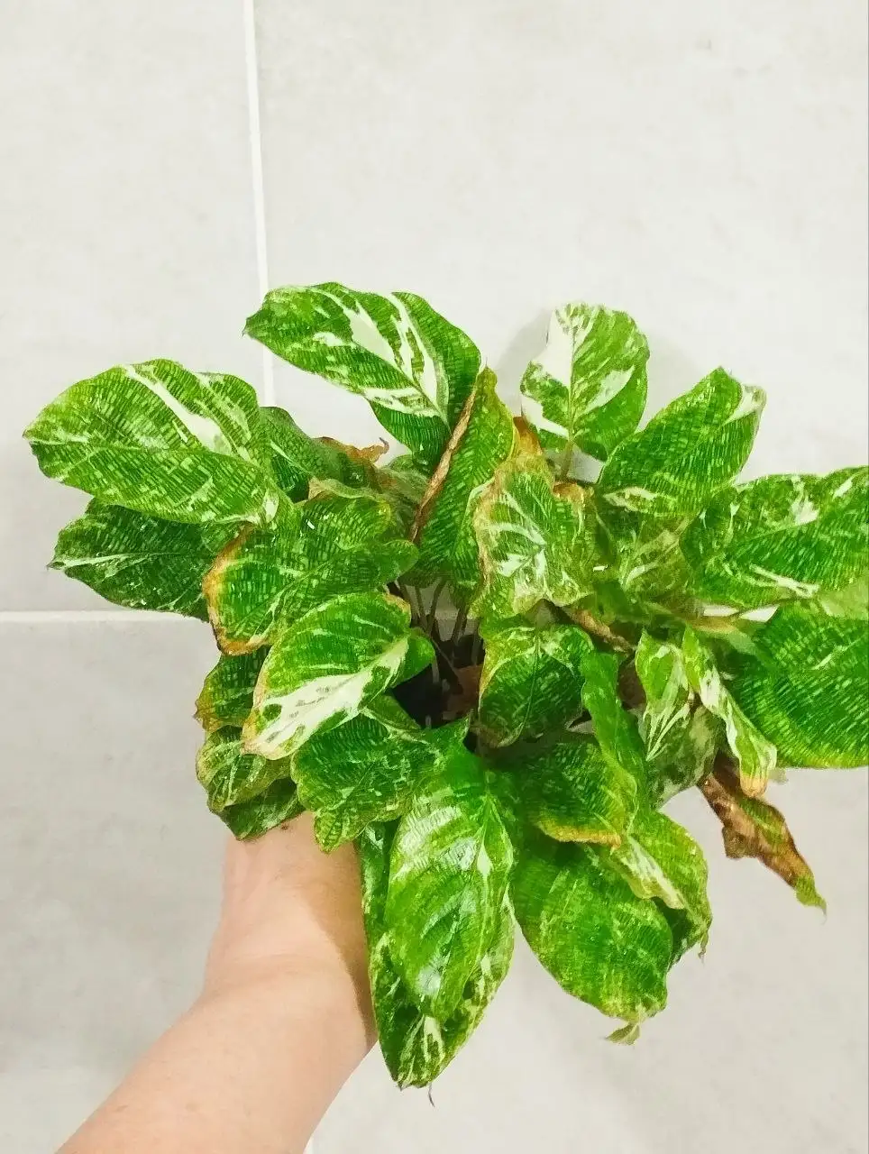 Отдам комнатное растение в умелые руки - Комнатные растения (Хобби и отдых) в Красноярск