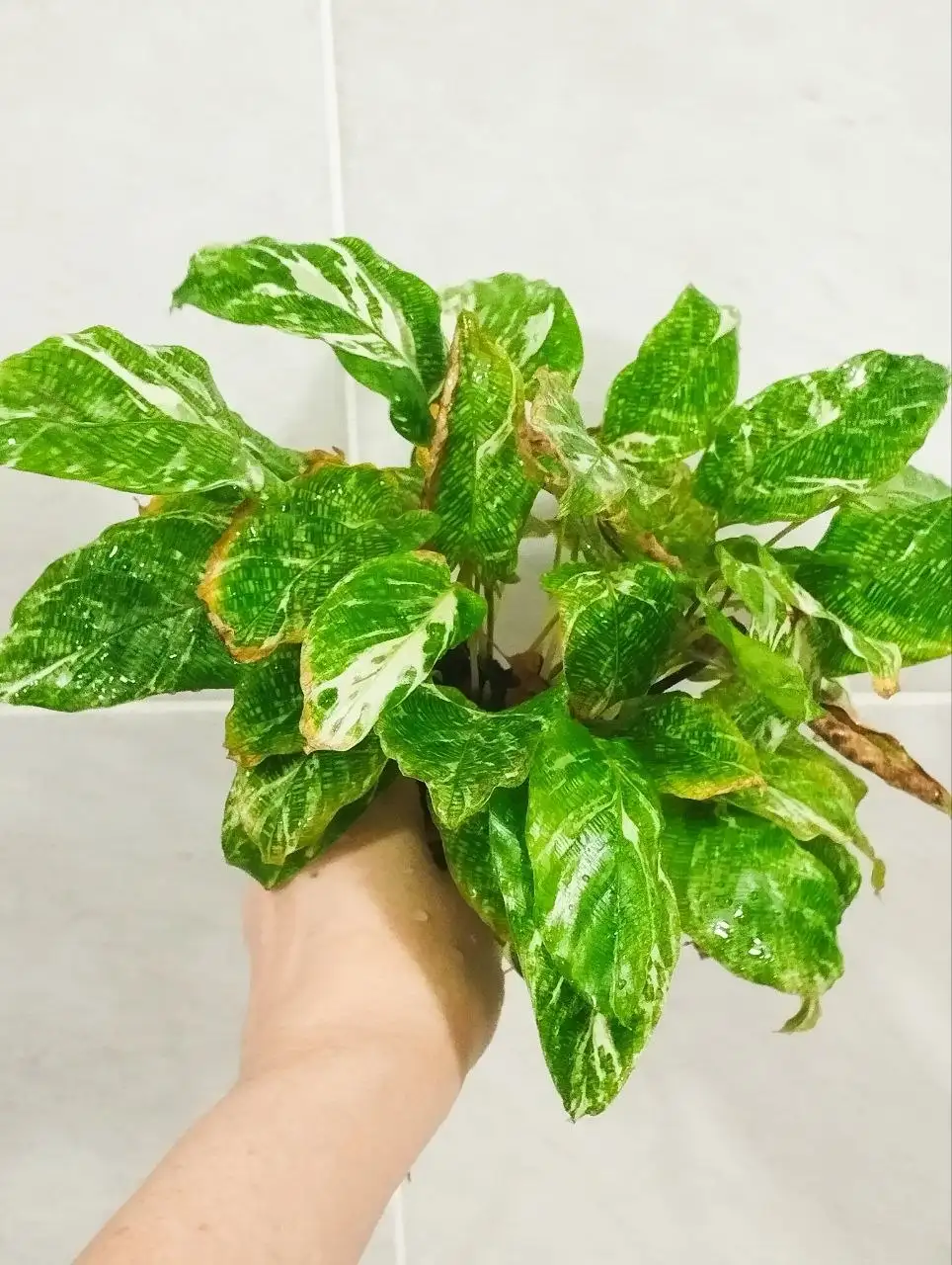 Отдам комнатное растение в умелые руки - Комнатные растения (Хобби и отдых) в Красноярск