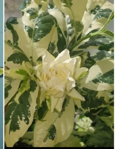 Черенок комнатного растения - Посуда в Красноярск