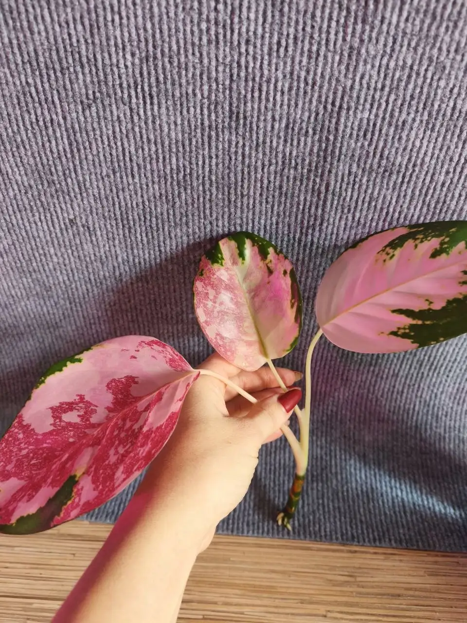 Аглаонема Кочин Триколор для укоренения - Комнатные растения (Хобби и отдых) в Красноярск