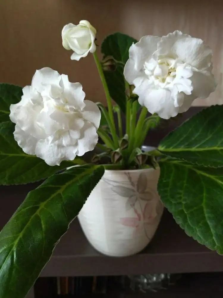 Махровая глоксиния Мадонна на бутонах - Комнатные растения (Хобби и отдых) в Красноярск