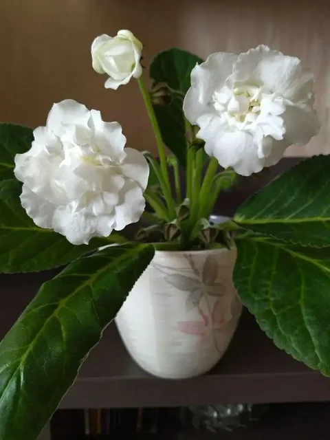 Махровая глоксиния Мадонна на бутонах - Посуда в Красноярск