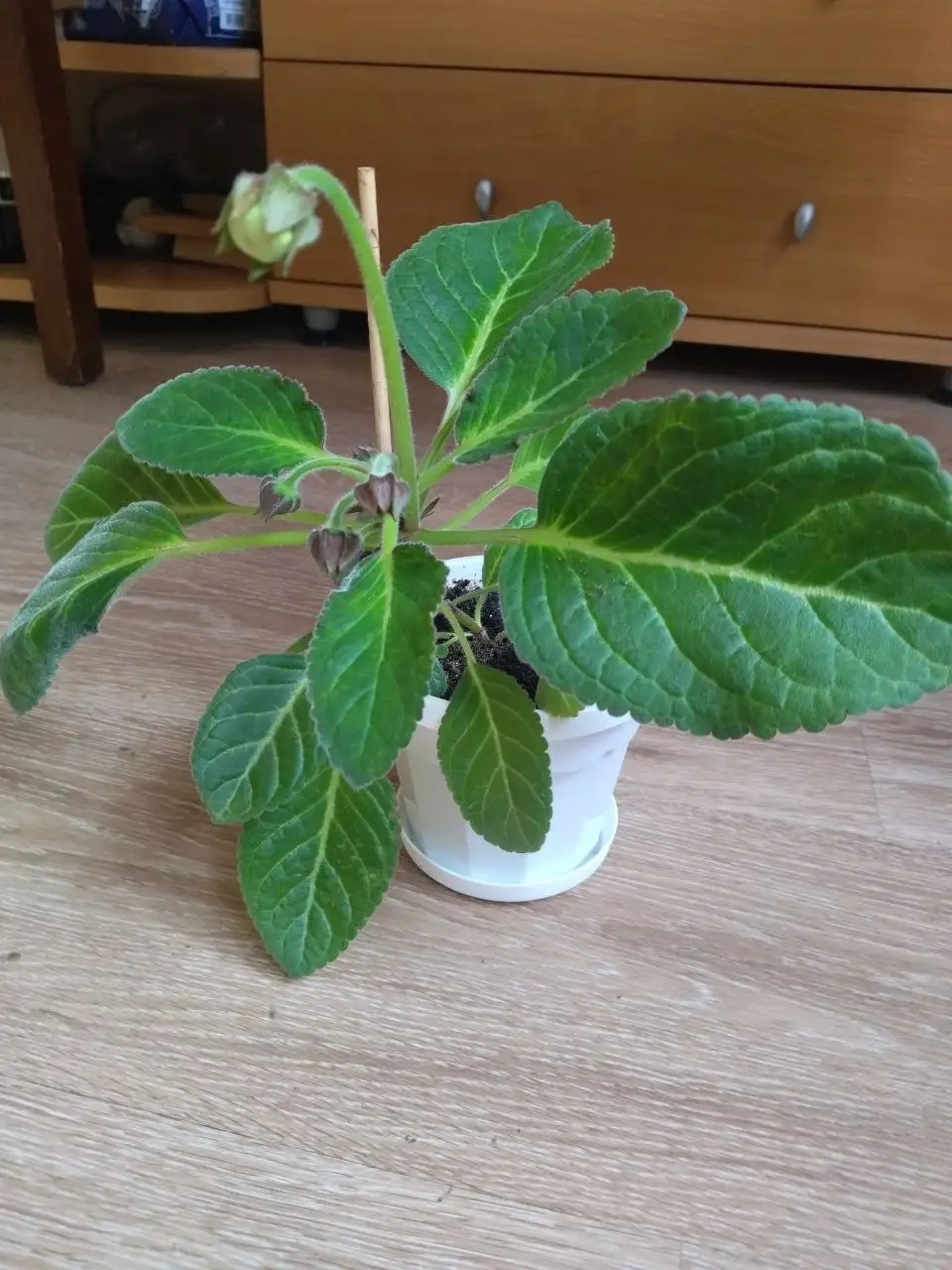 Махровая глоксиния Мадонна на бутонах - Комнатные растения (Хобби и отдых) в Красноярск