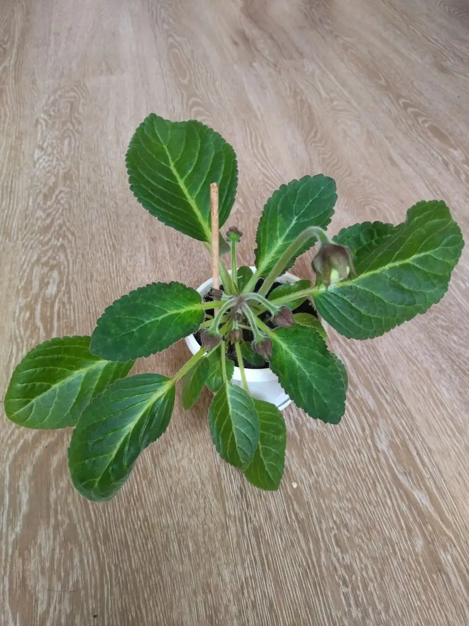 Махровая глоксиния Мадонна на бутонах - Комнатные растения (Хобби и отдых) в Красноярск