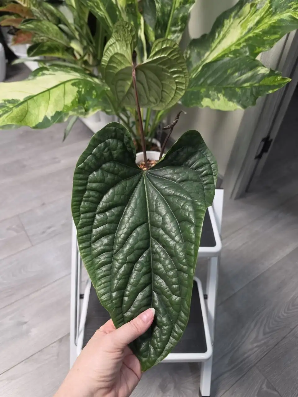 Вечерние листики - комнатные растения - Комнатные растения (Хобби и отдых) в Красноярск