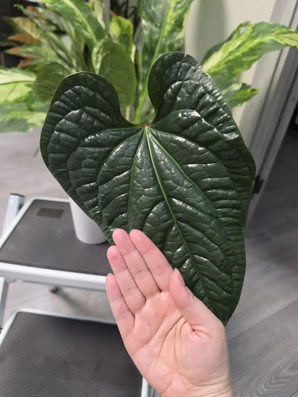 Вечерние листики - комнатные растения - Комнатные растения (Хобби и отдых) в Красноярск