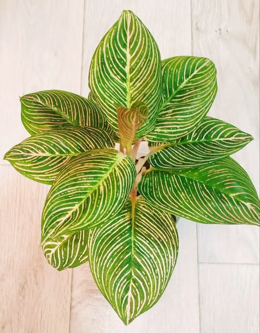 Комнатные растения - Хобби и отдых в Красноярск