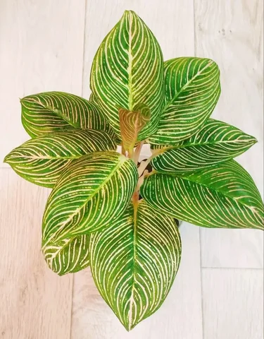 Комнатные растения - Посуда в Красноярск