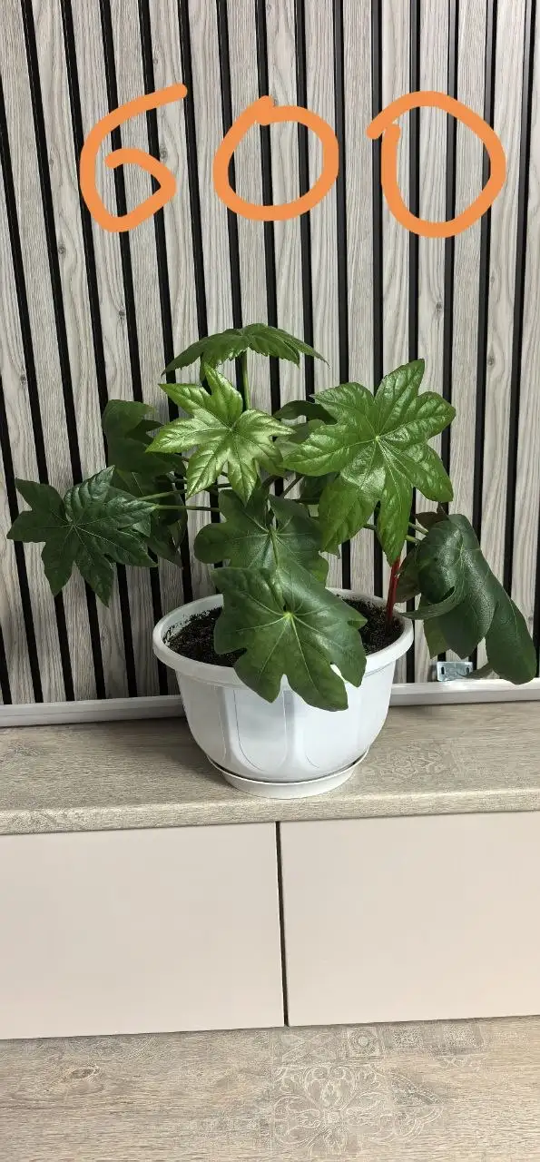 Продажа комнатных растений - Растения (Хобби и отдых) в Красноярск