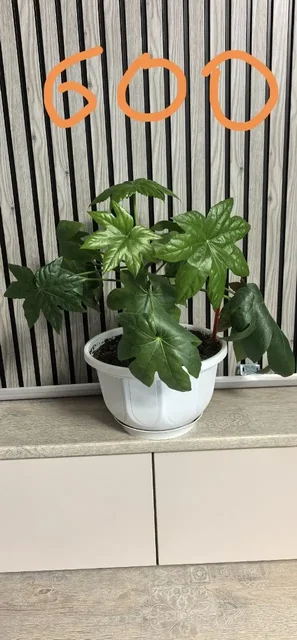 Продажа комнатных растений - Посуда в Красноярск