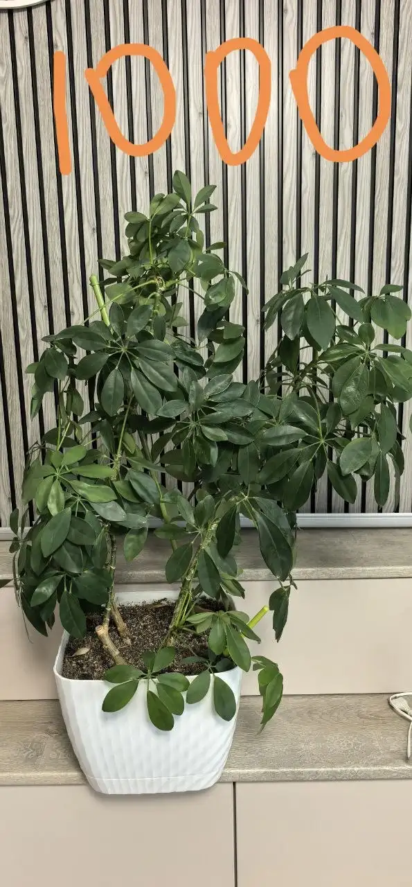 Продажа комнатных растений - Растения (Хобби и отдых) в Красноярск