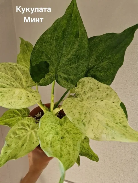 Продажа взрослых и подростковых алоказий - Видеоигры в Барнаул