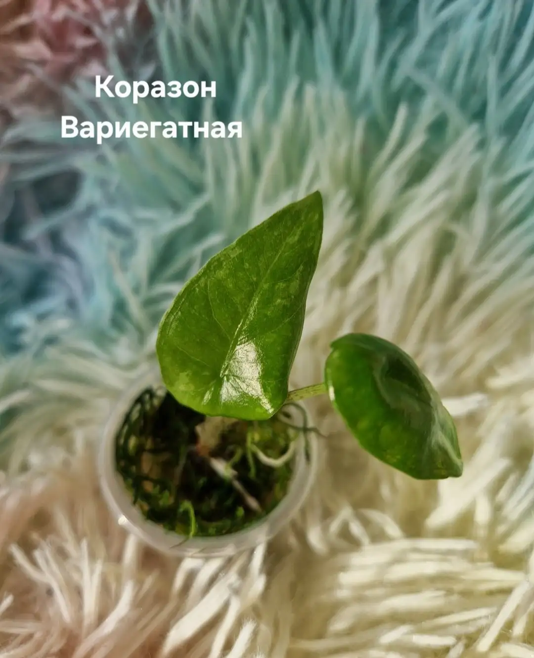 Продажа взрослых и подростковых алоказий - Комнатные растения (Хобби и отдых) в Барнаул