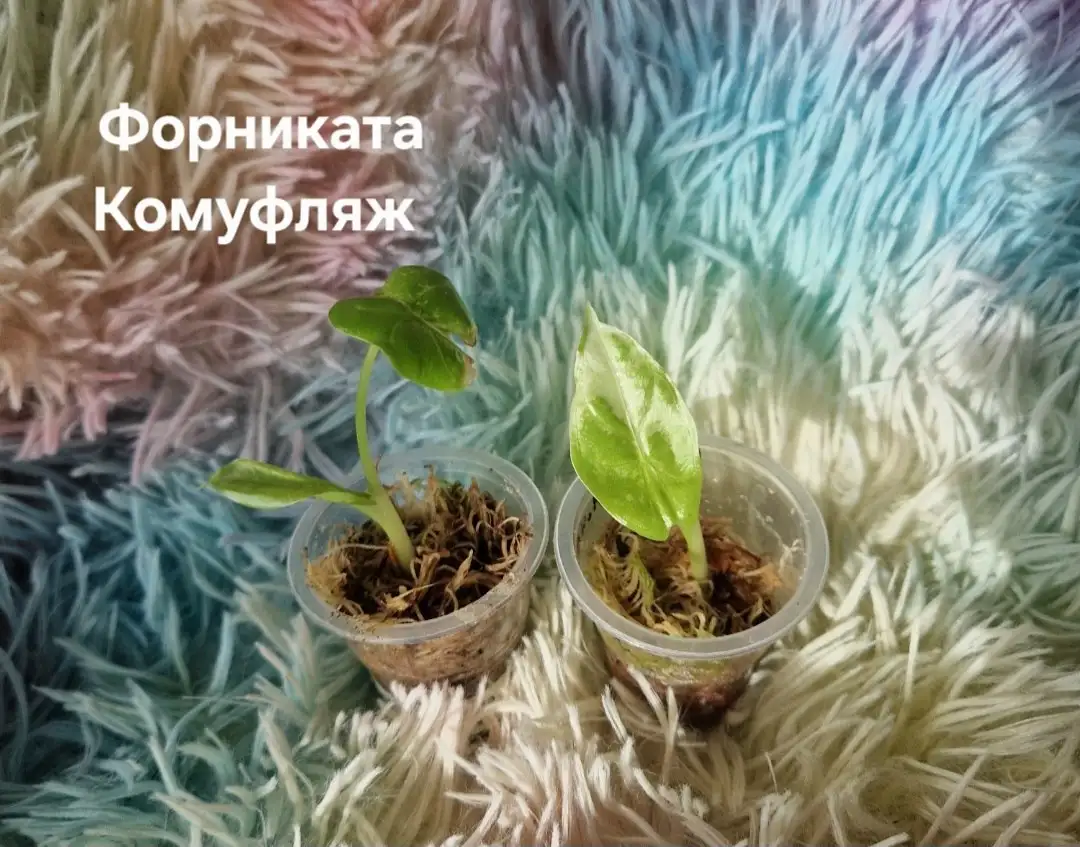 Продажа взрослых и подростковых алоказий - Комнатные растения (Хобби и отдых) в Барнаул