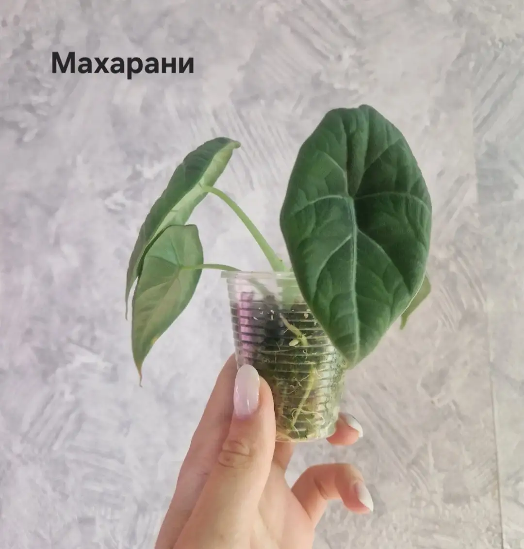 Продажа взрослых и подростковых алоказий - Комнатные растения (Хобби и отдых) в Барнаул