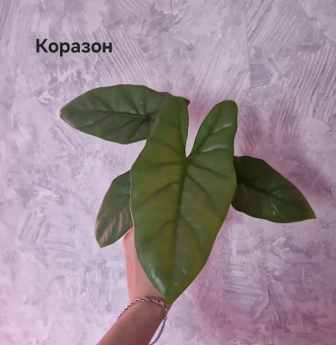 Продажа взрослых и подростковых алоказий - Комнатные растения (Хобби и отдых) в Барнаул