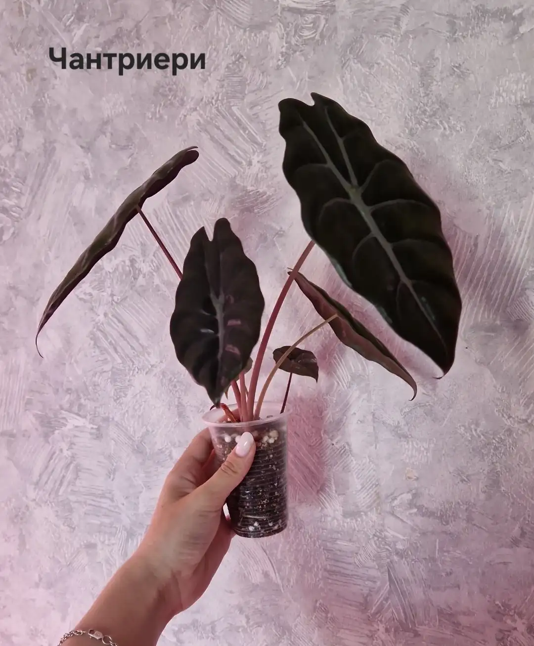 Продажа взрослых и подростковых алоказий - Комнатные растения (Хобби и отдых) в Барнаул