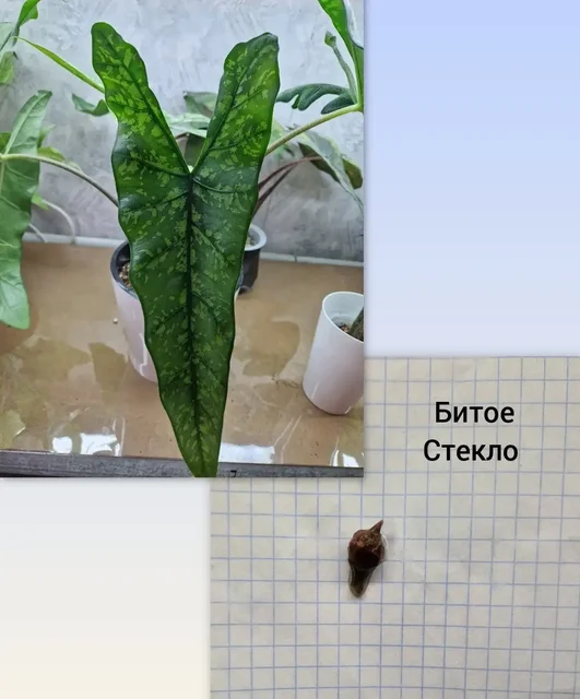 Продажа клубней алоказий различных сортов - Видеоигры в Барнаул