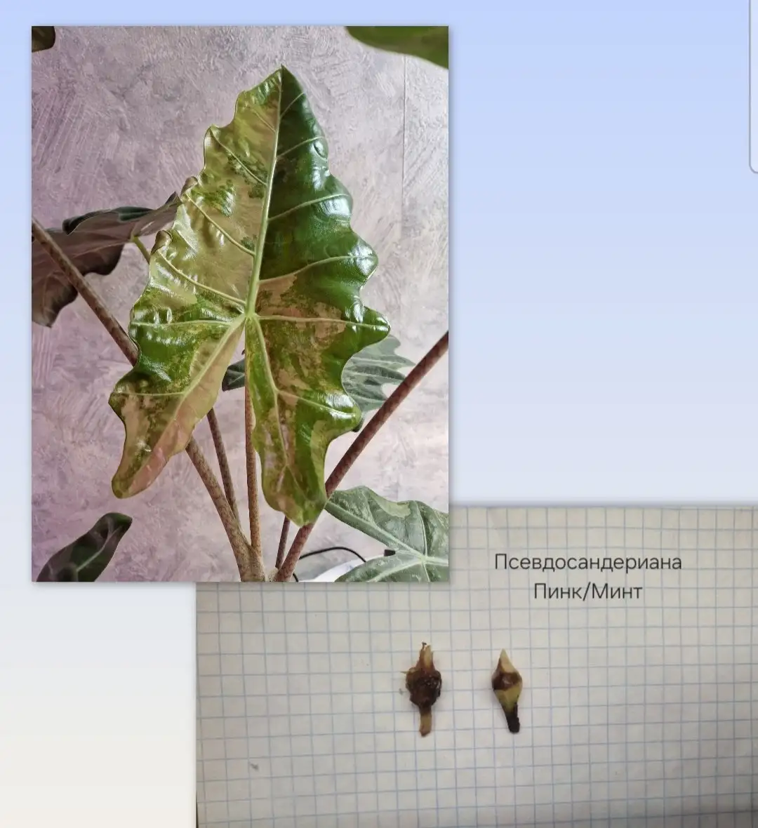 Продажа клубней алоказий различных сортов - Комнатные растения (Хобби и отдых) в Барнаул