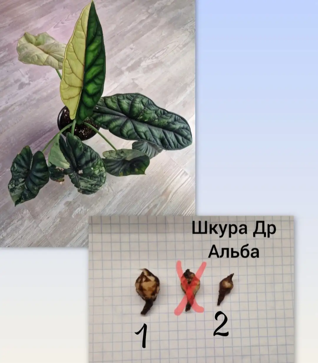 Продажа клубней алоказий различных сортов - Комнатные растения (Хобби и отдых) в Барнаул