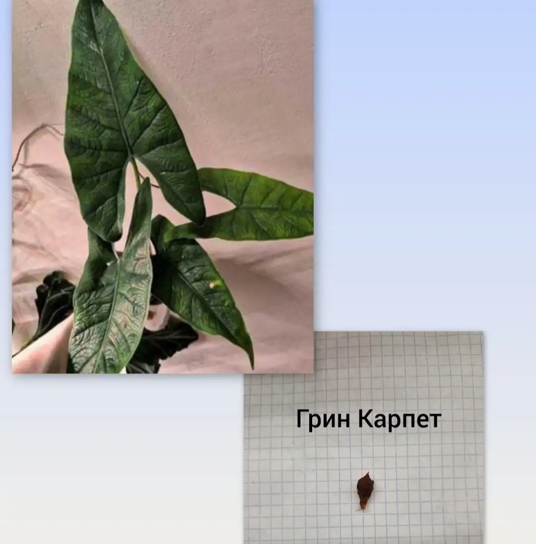 Продажа клубней алоказий различных сортов - Комнатные растения (Хобби и отдых) в Барнаул