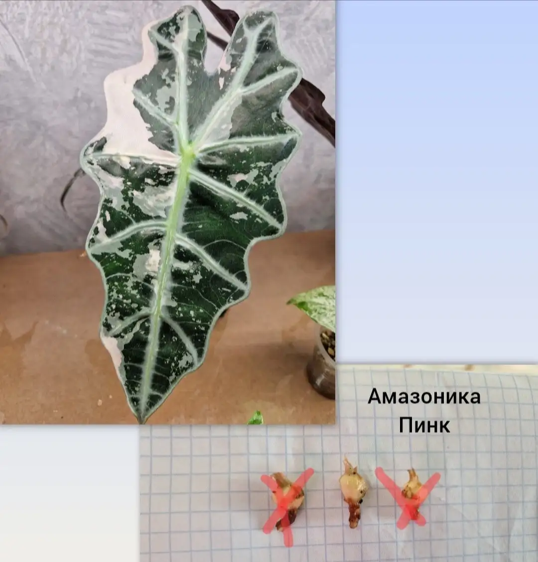 Продажа клубней алоказий различных сортов - Комнатные растения (Хобби и отдых) в Барнаул