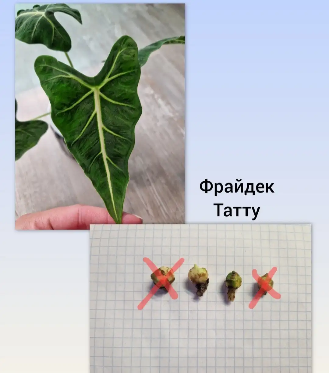 Продажа клубней алоказий различных сортов - Комнатные растения (Хобби и отдых) в Барнаул