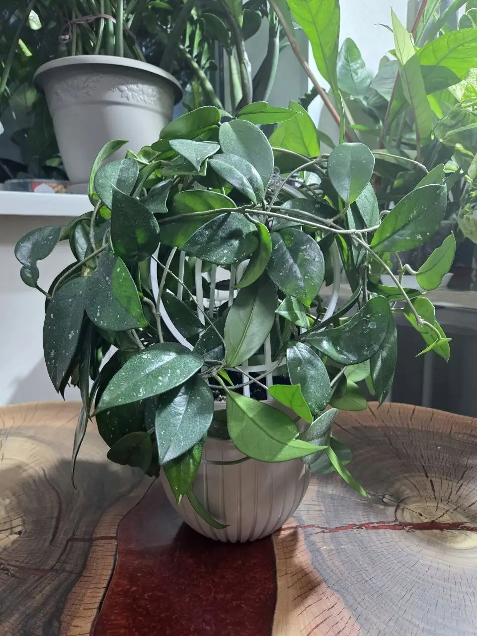 Монстера на новых опорах - Комнатные растения (Хобби и отдых) в Красноярск