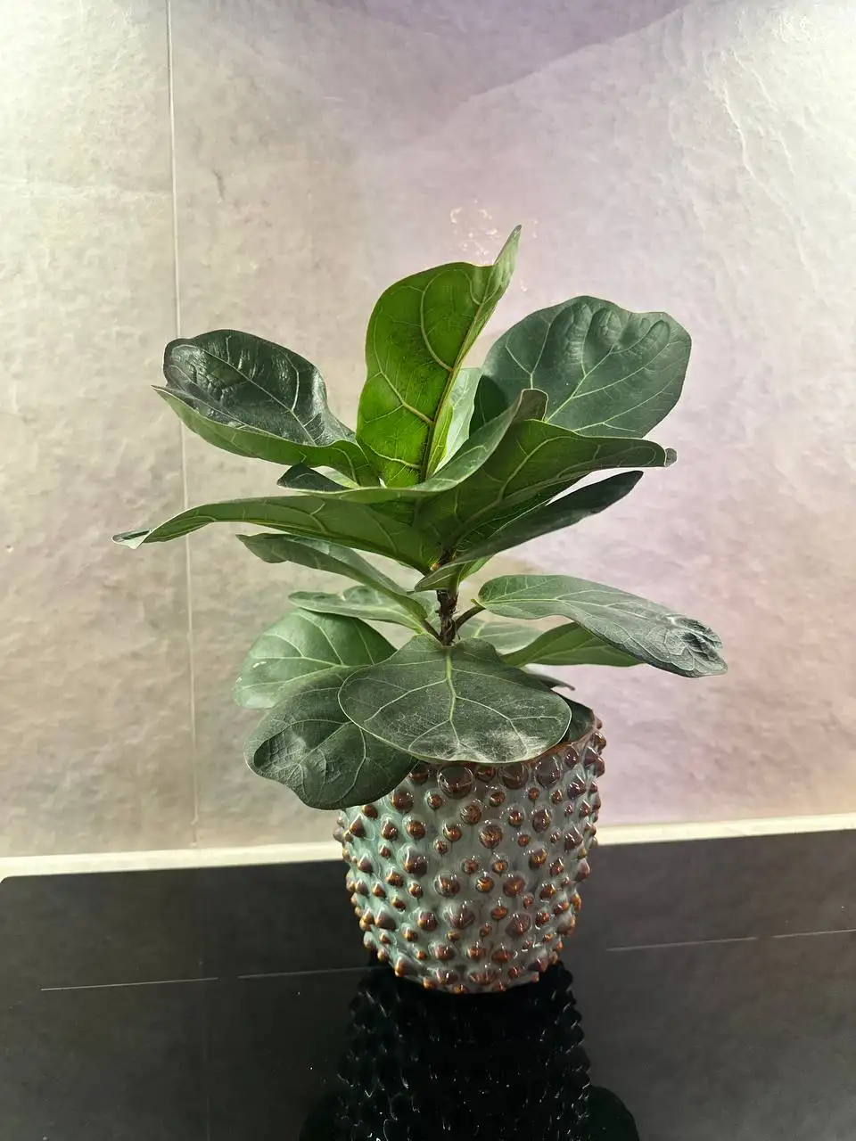 Фикус Лирата бамбино взрослый - Комнатные растения (Хобби и отдых) в Красноярск