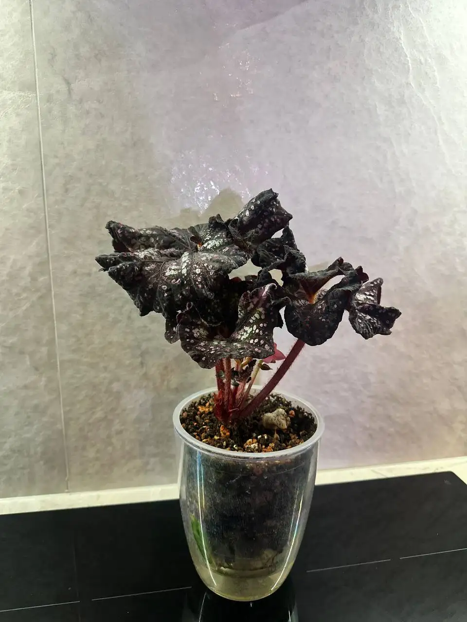 Бегония взрослая комнатное растение - Комнатные растения (Хобби и отдых) в Красноярск