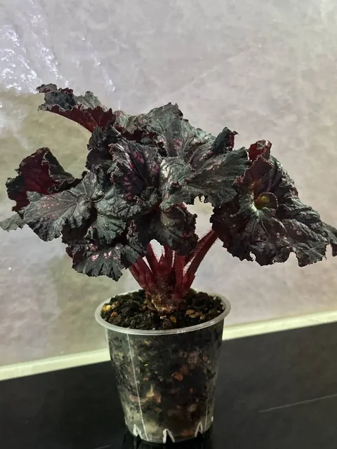 Продажа бегонии - Флорариумы в Красноярск