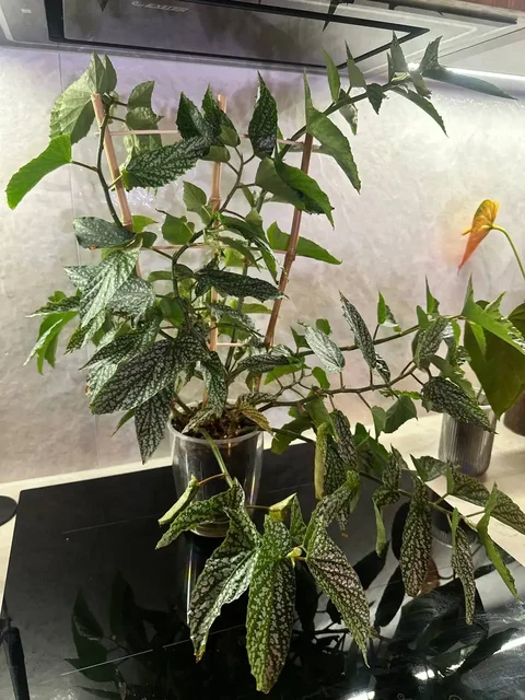 Продажа взрослого куста бегонии с опорой - Флорариумы в Красноярск