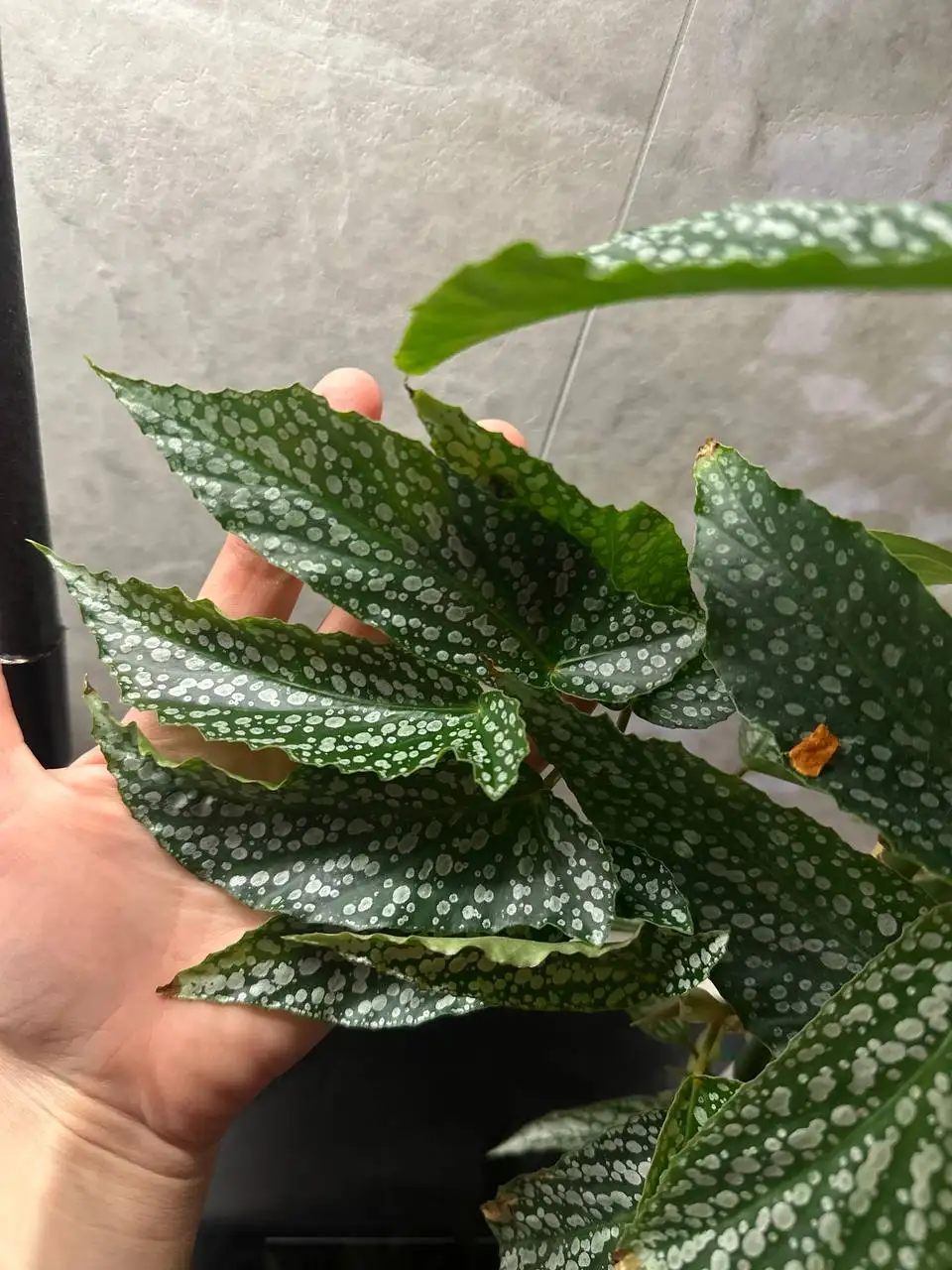 Продажа взрослого куста бегонии с опорой - Комнатные растения (Хобби и отдых) в Красноярск