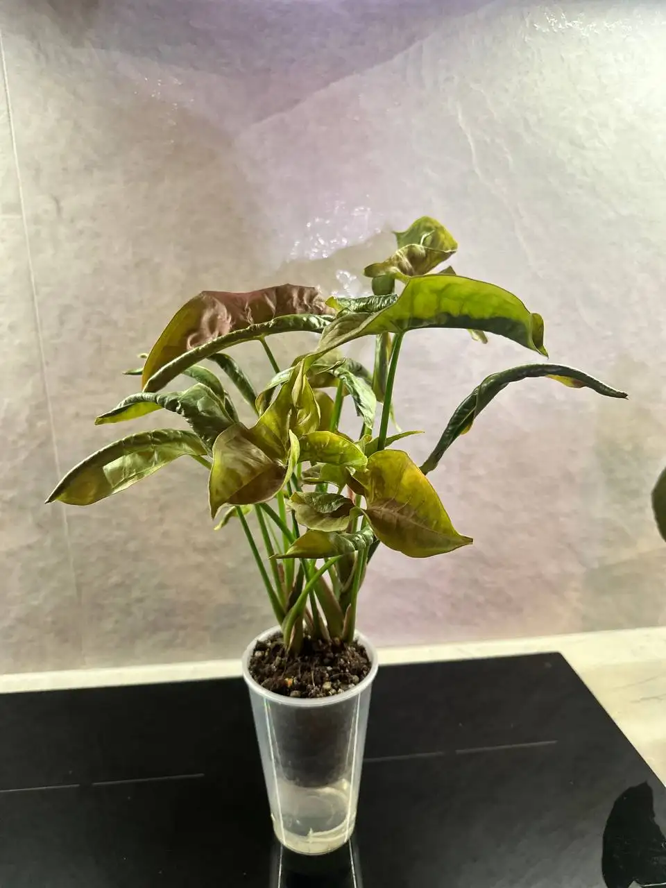 Продам сингониум, 2 корня в горшке - Комнатные растения (Для дома и дачи) в Красноярск