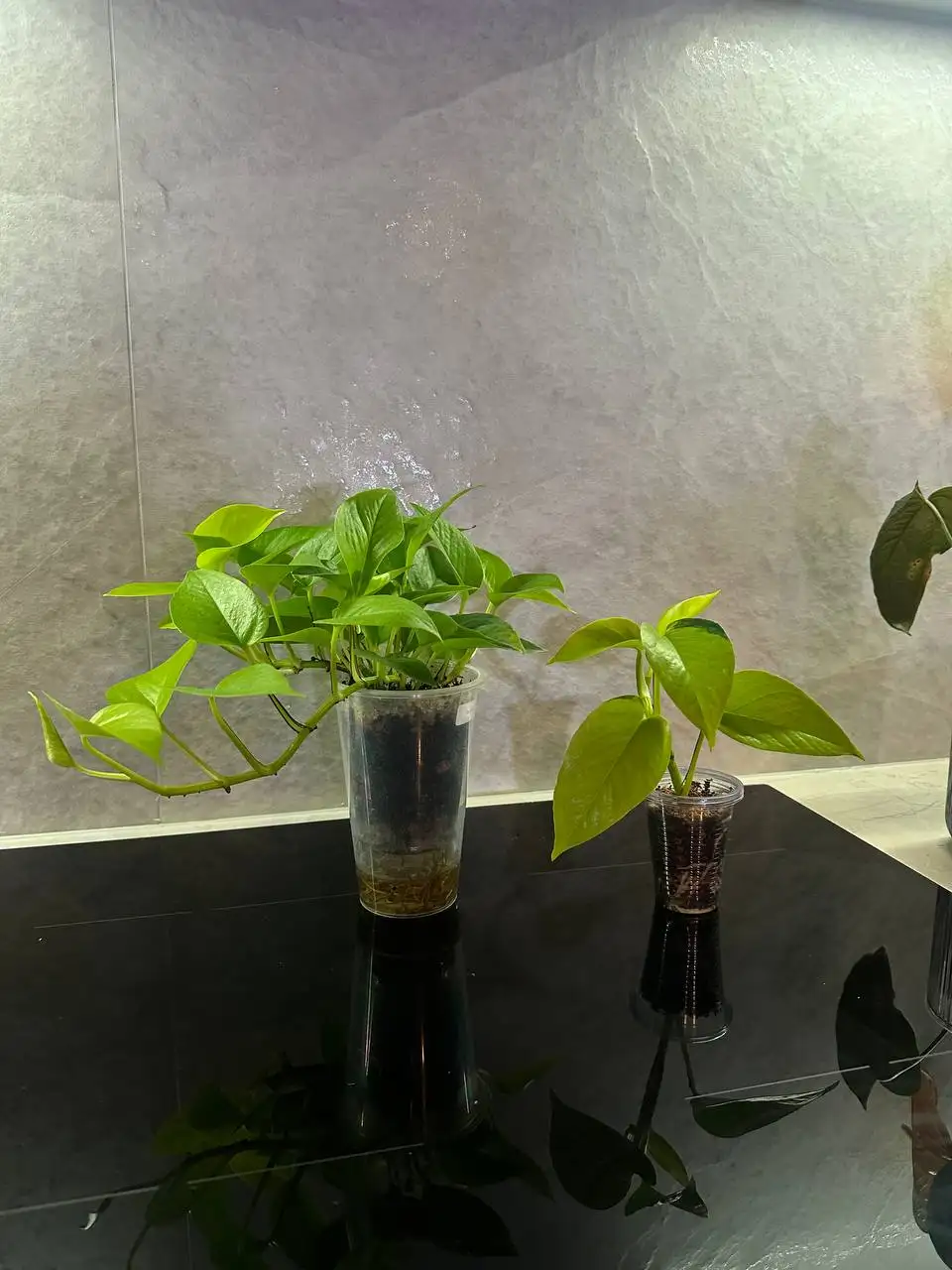 Эпипренум Неон - Комнатные растения (Хобби и отдых) в Красноярск